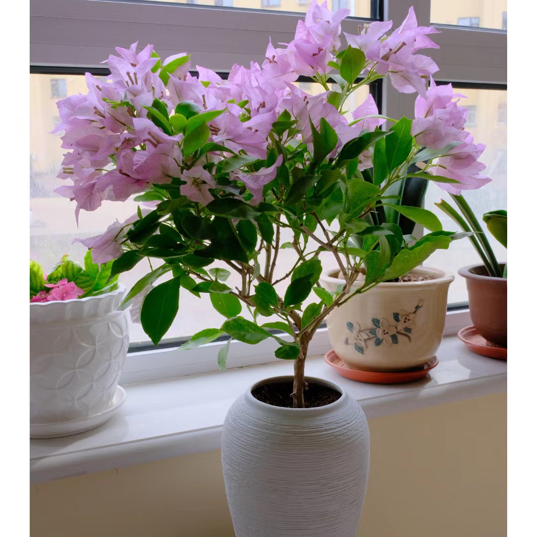 《金夫人》三角梅花卉绿植三角梅四季开花阳台庭院紫粉色