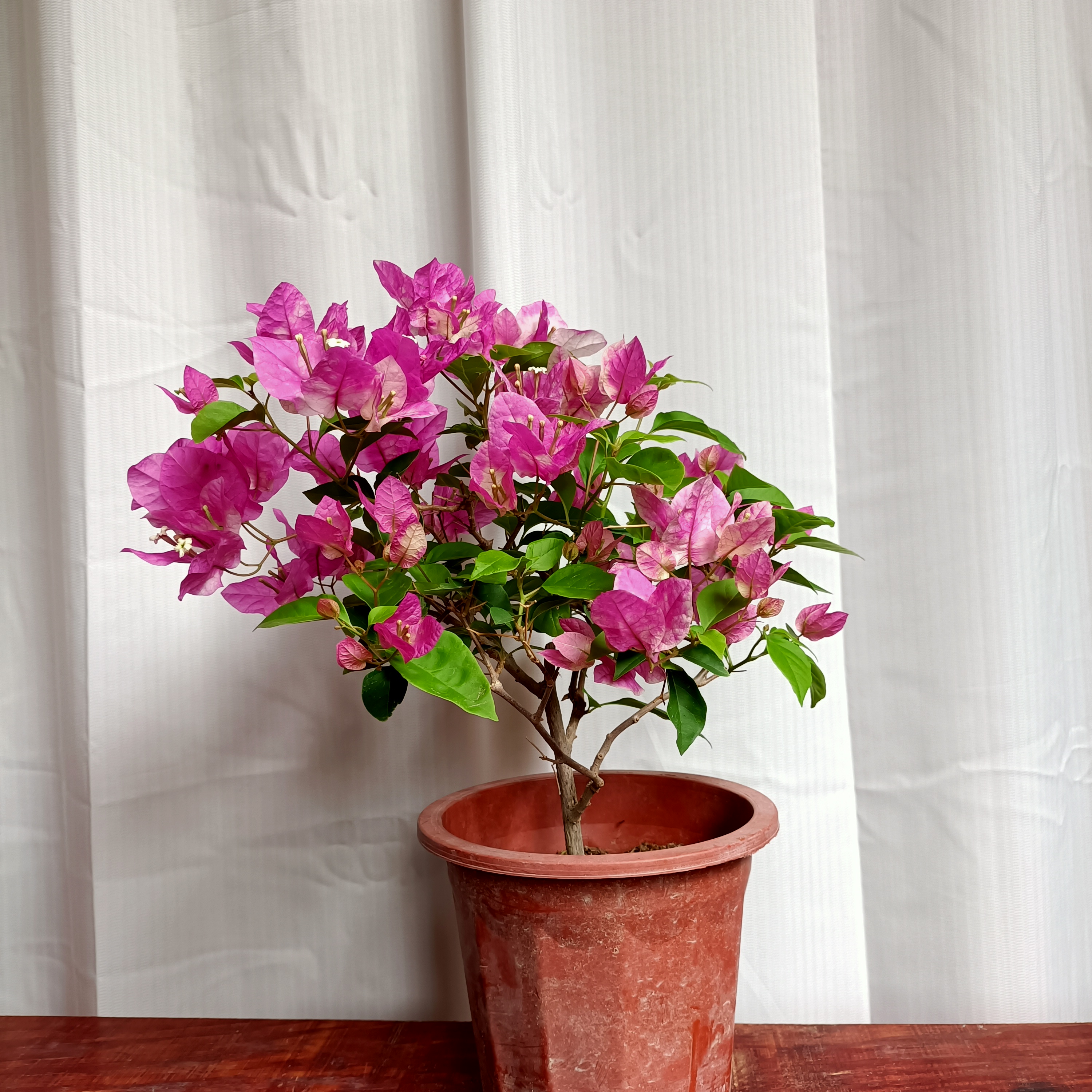 《漳红樱.百变花蝴蝶》三角梅花卉绿植