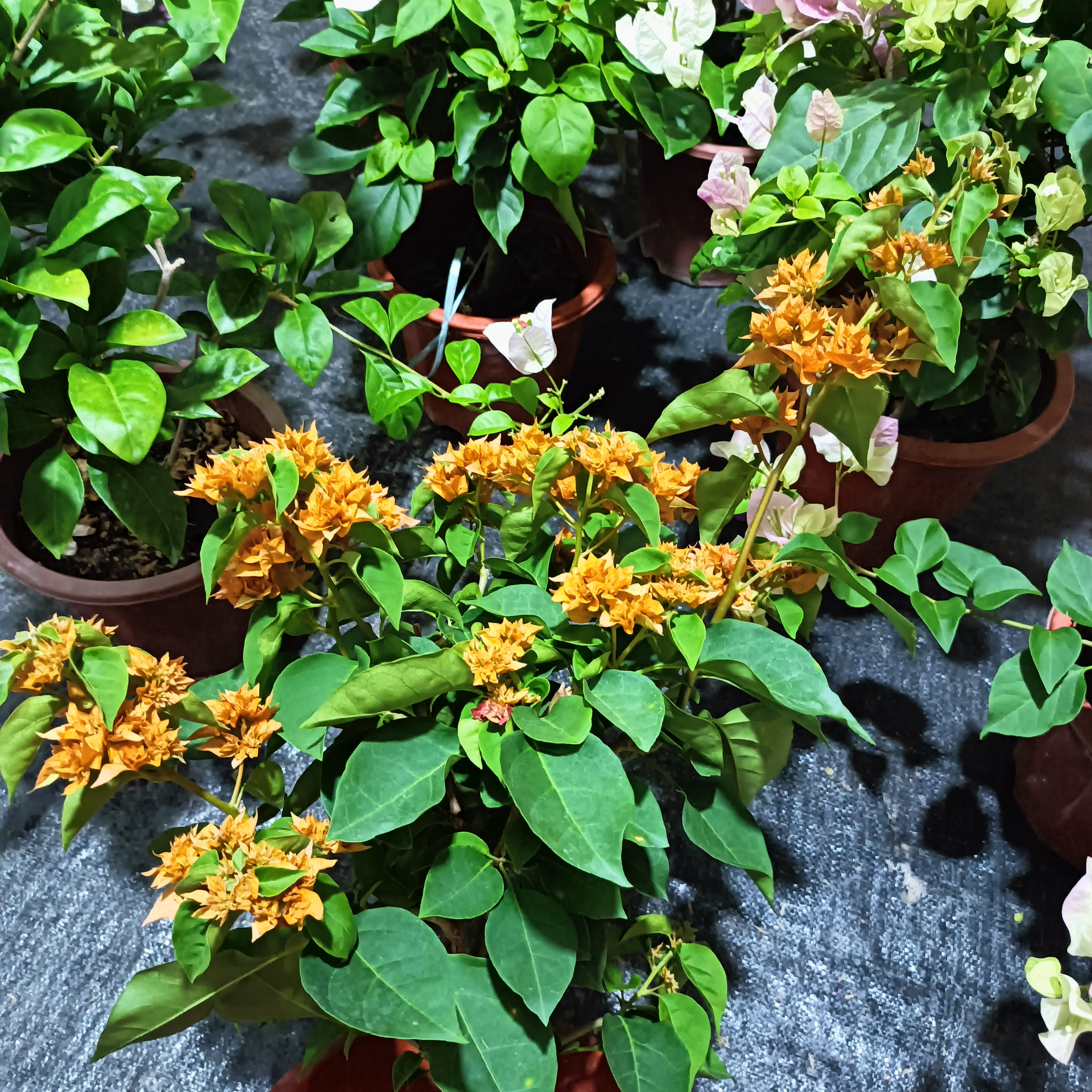 《重瓣橙》三角梅花卉绿植