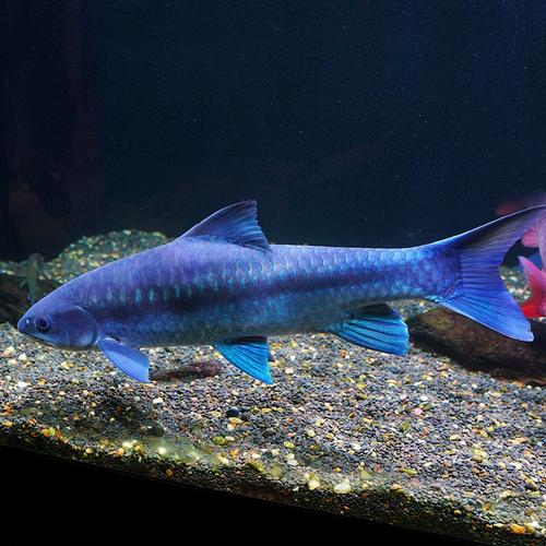 金榜异口蓝吉罗观赏鱼源头批发