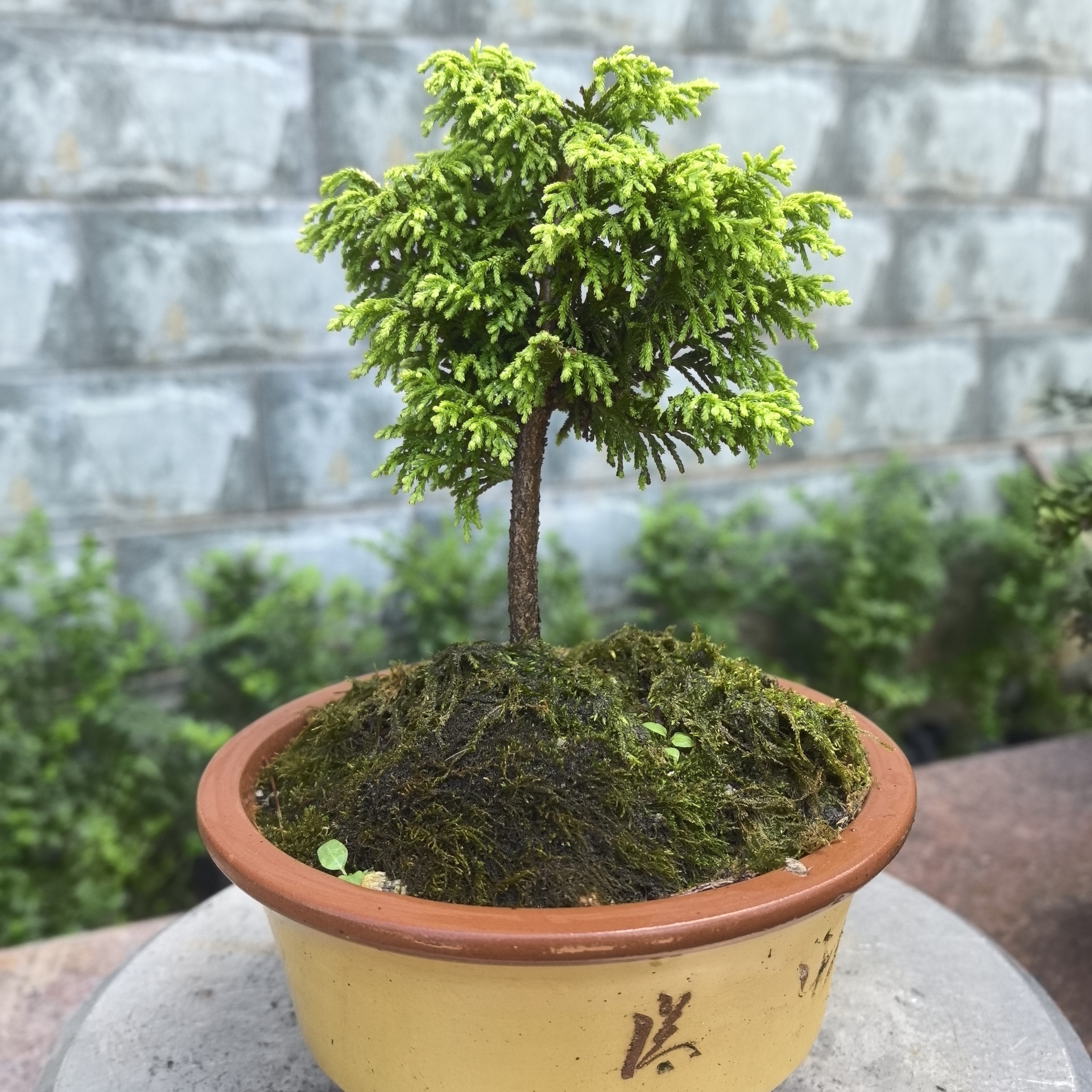 黄金凤羽桧类盆景