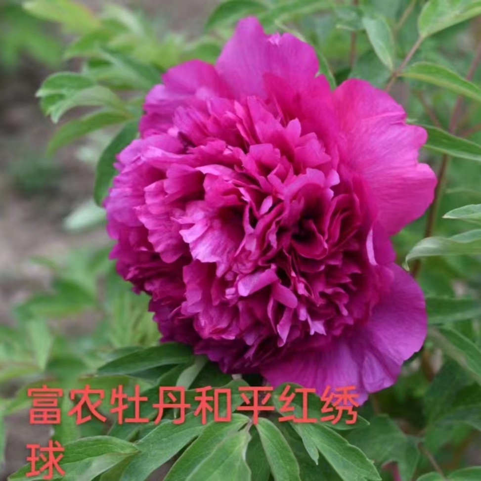 【石榴的花园专属】观赏紫斑牡丹芍药砧木嫁接苗耐寒品种  三年生