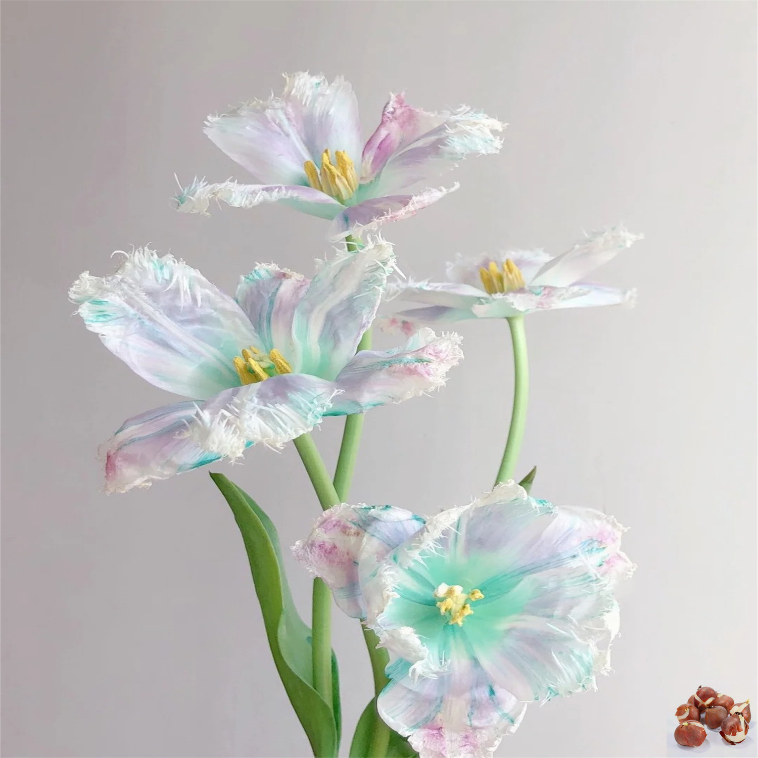 重瓣花植物郁金香种球水培耐寒荷兰进口浓香五度球郁金香花卉种子