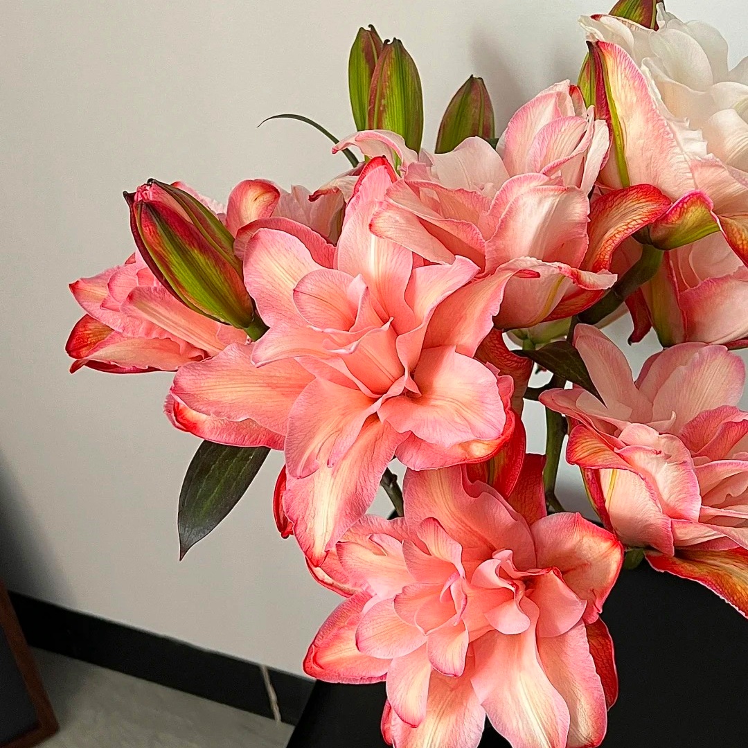 盆栽布朗尼四季开花进口百合香水百合鲜花种球花种球花卉种籽重瓣