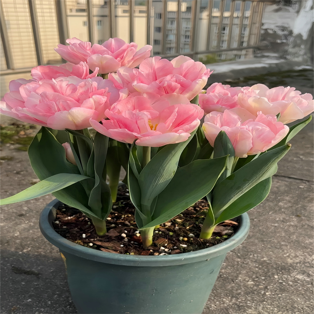 好养活水培郁金香进口重瓣绿植大种球郁金香荷兰花卉盆栽室内室外