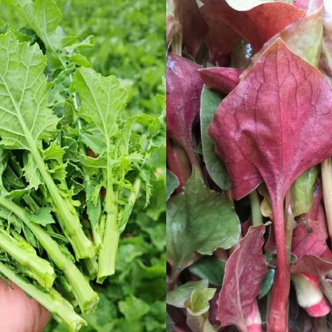 四川农家{霜打油菜+折耳根嫩叶}时令蔬菜拼装新鲜自然生态嫩芽