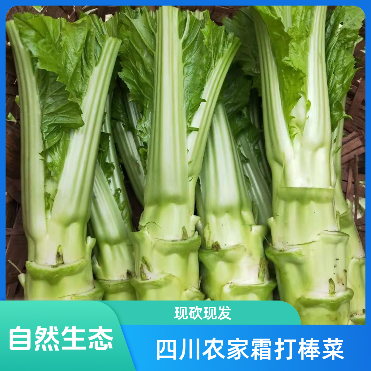 {萍姐助农福利}四川农家种植新鲜棒菜芥菜青菜头青笋时令清脆鲜嫩