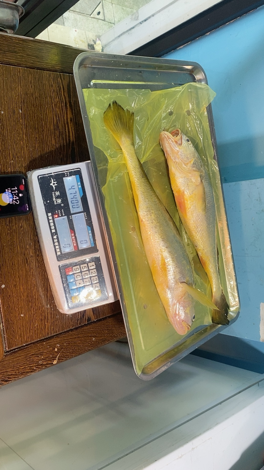 新鲜野生大黄鱼细鳞每条7到9两内精选选大3斤左右价可优惠
