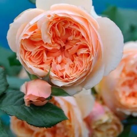 真宙月季耐热抗性佳多季庭院花卉盆栽植物