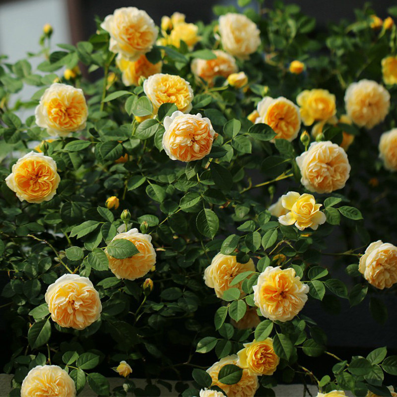 欢笑格鲁吉亚藤本月季花苗 长势好多季开花盆栽地栽阳台庭院楼顶