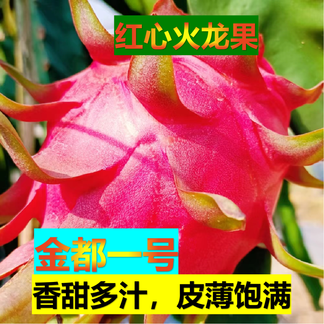 广西火龙果金都一号树上成熟新鲜采摘产地直发，5斤包邮广西火龙果