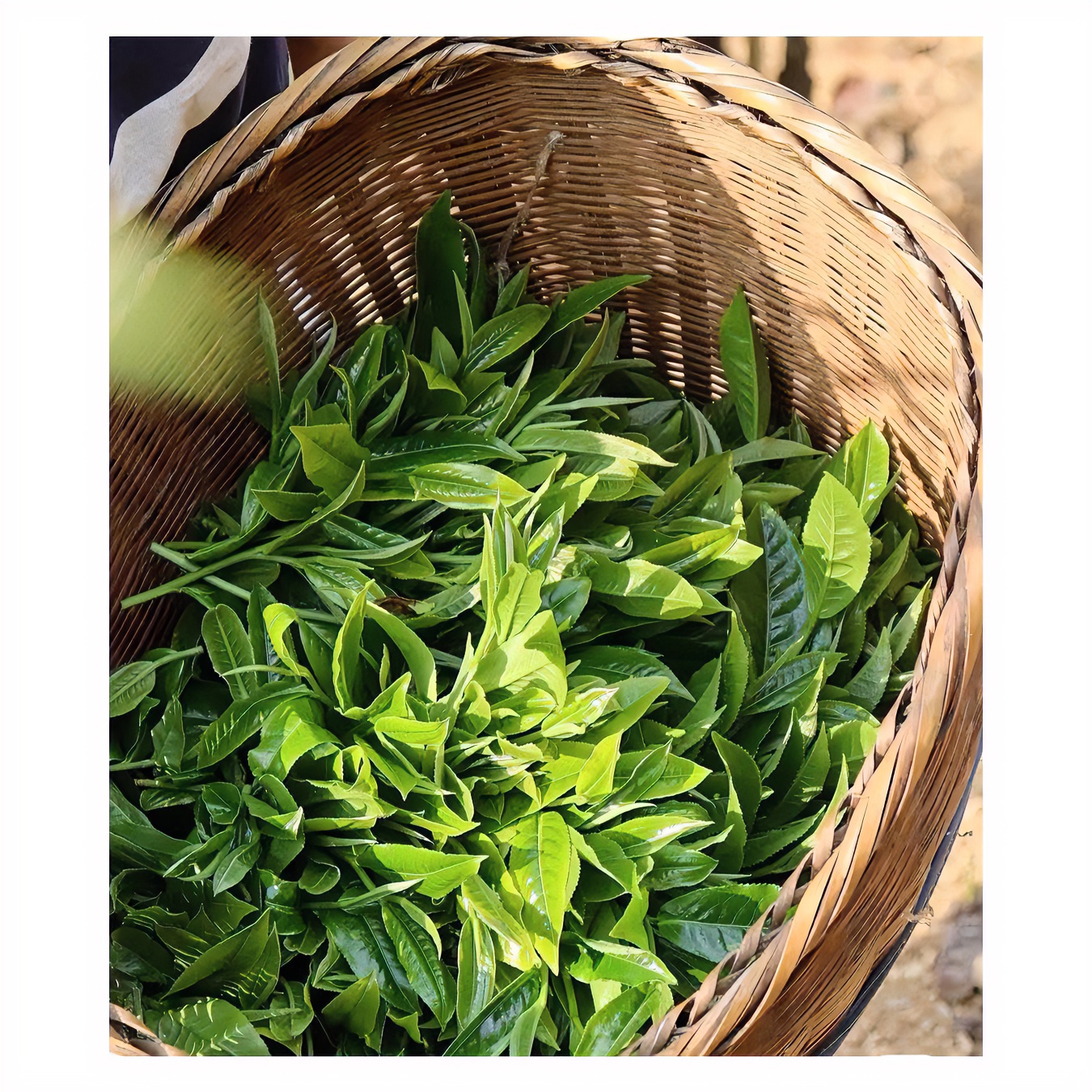 2009年冰岛生砖500g通用链接红军茶叶