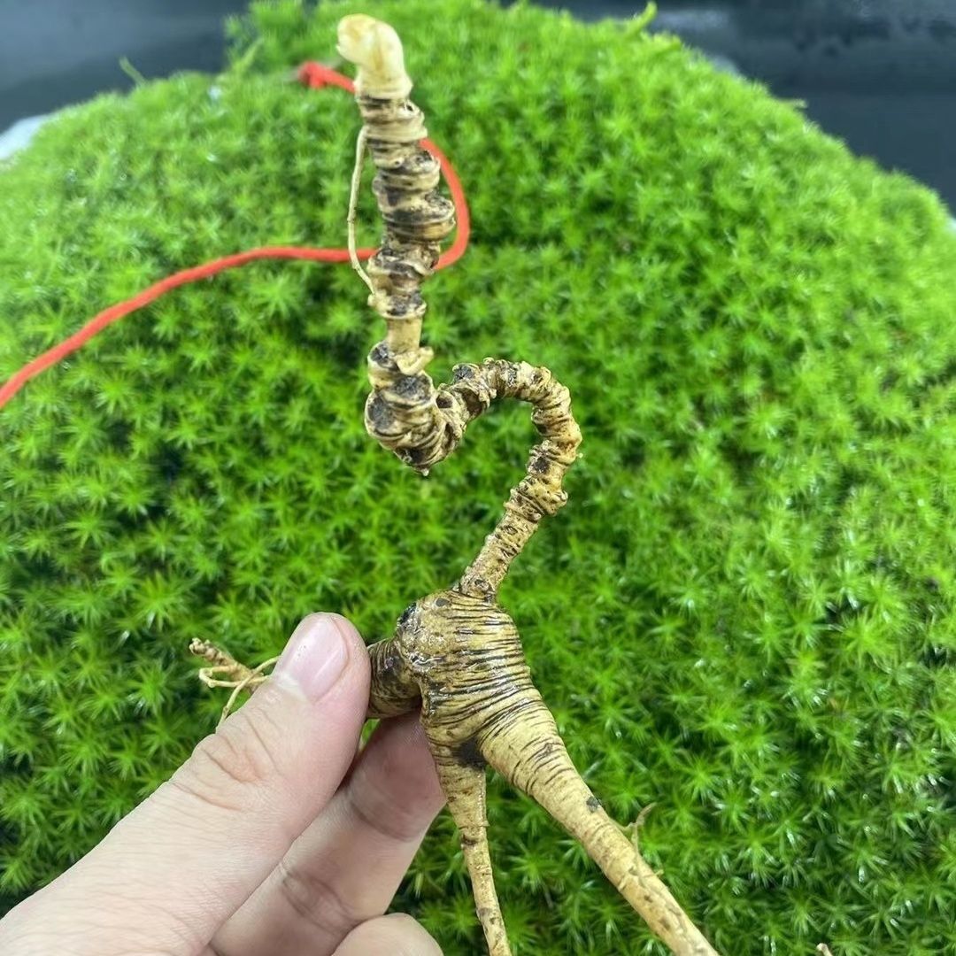 长白山放山货小纯高货