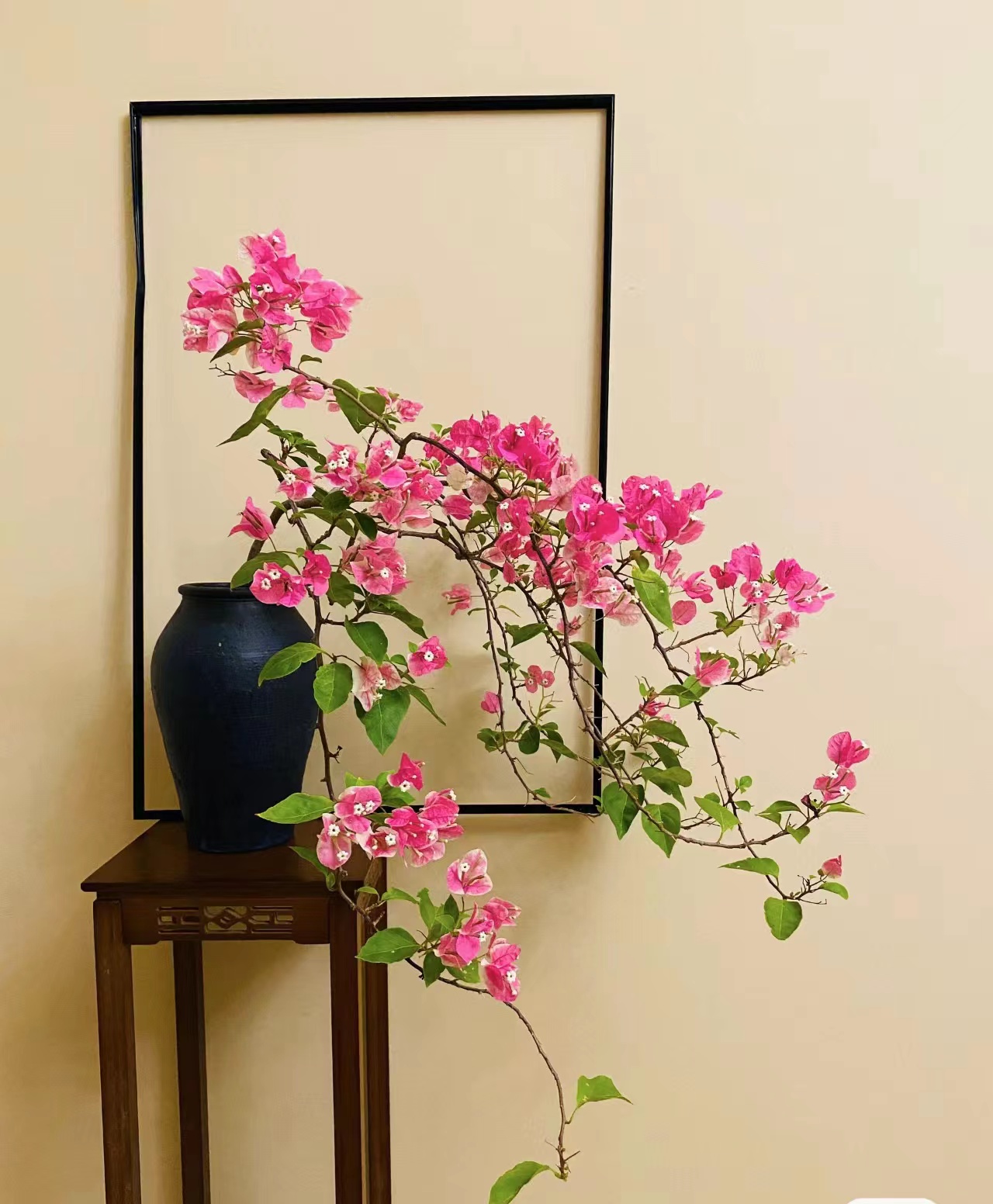 sanjiaomei/三角梅木木三角梅，原盆原土发货        68-388