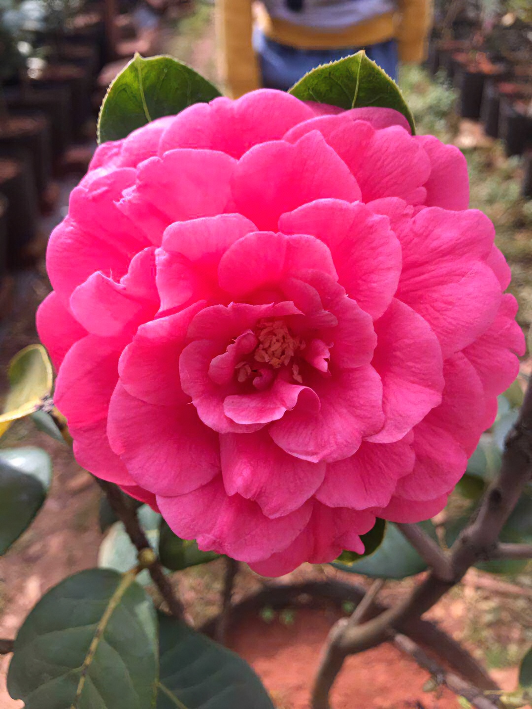 云茶恨天高嫁接山茶花盆栽福建龙岩基地鲜花发货