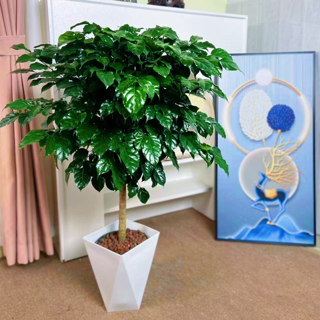 【高70-80cm】幸福树盆栽植物好养盆景净化空气吸甲醛桌面绿植