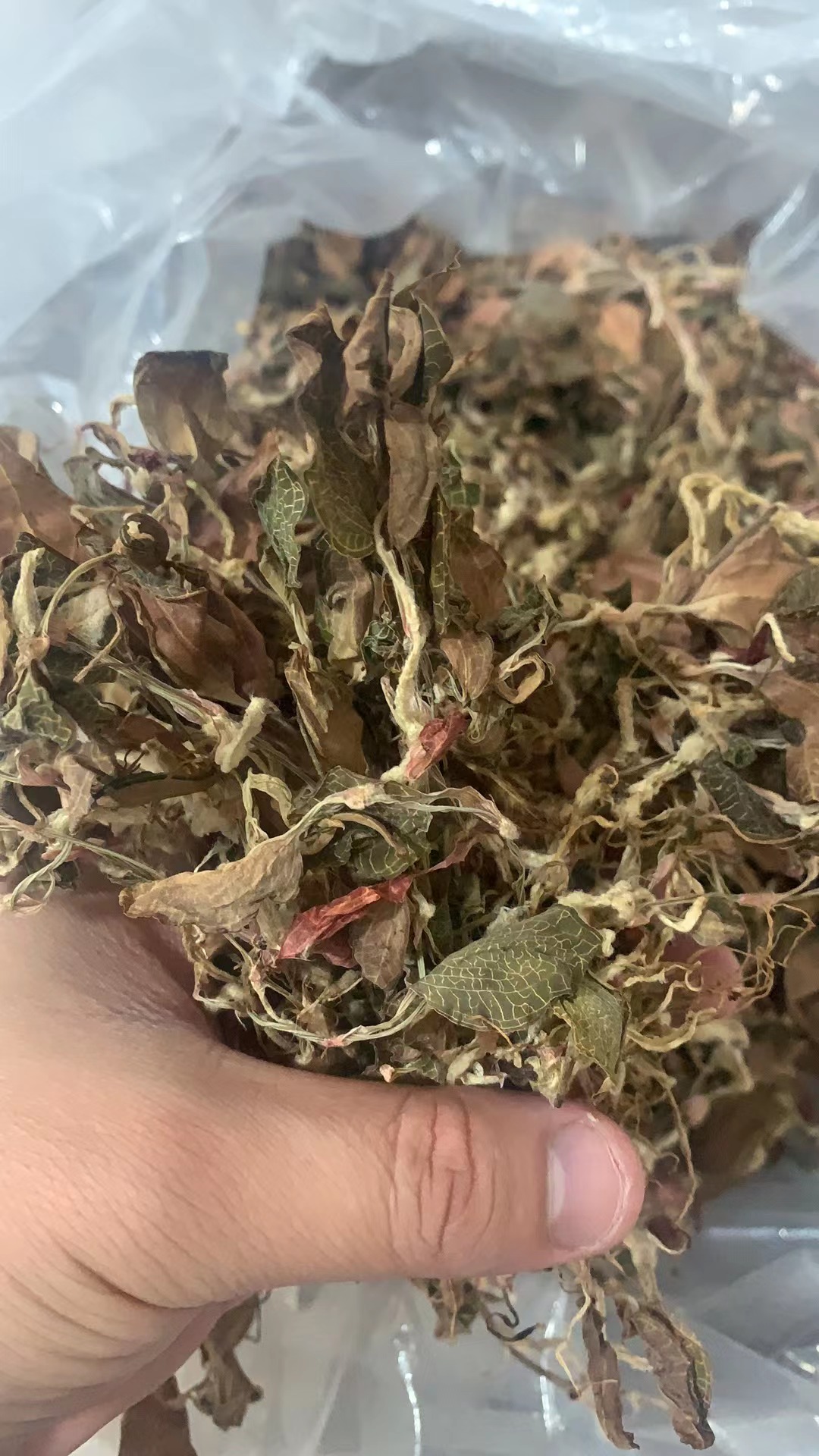 古田金线莲 150克