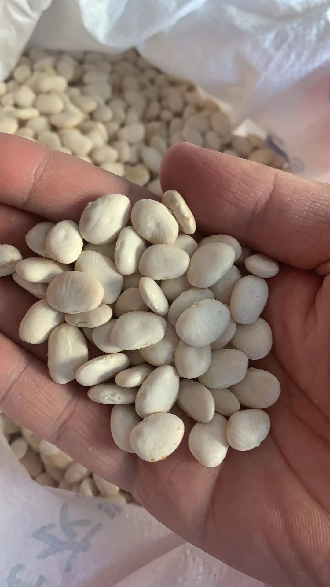 古田白扁豆干 1500克