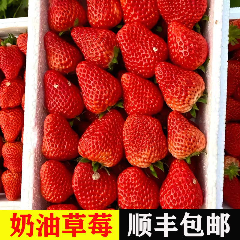 【顺丰礼盒】大凉山露天草莓新鲜孕妇水果奶油草莓非丹东鲜草莓香