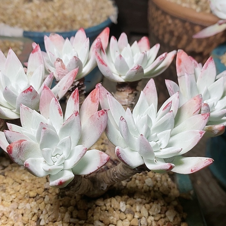 【闪购商品】哈哈哈哈1533苹果叶