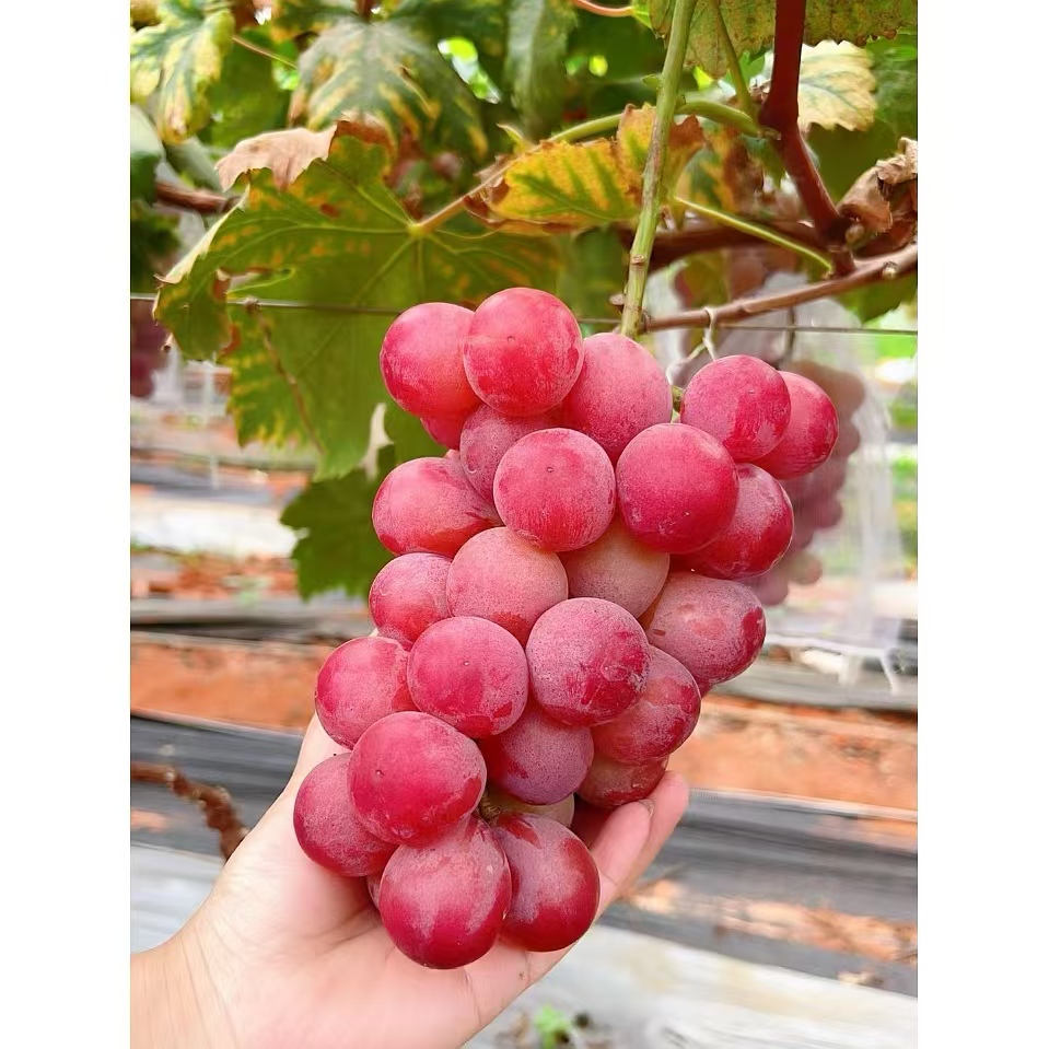 妮娜皇后葡萄红宝石红提新鲜水果纯甜多汁顺丰包邮