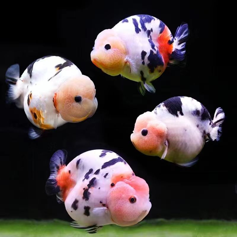 兰寿金鱼冷水观赏鱼活体淡水鱼苗好养耐活可爱萌趣