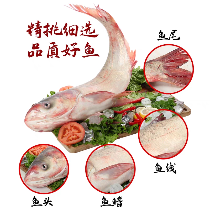 冬捕冷水野生胖头鱼10斤