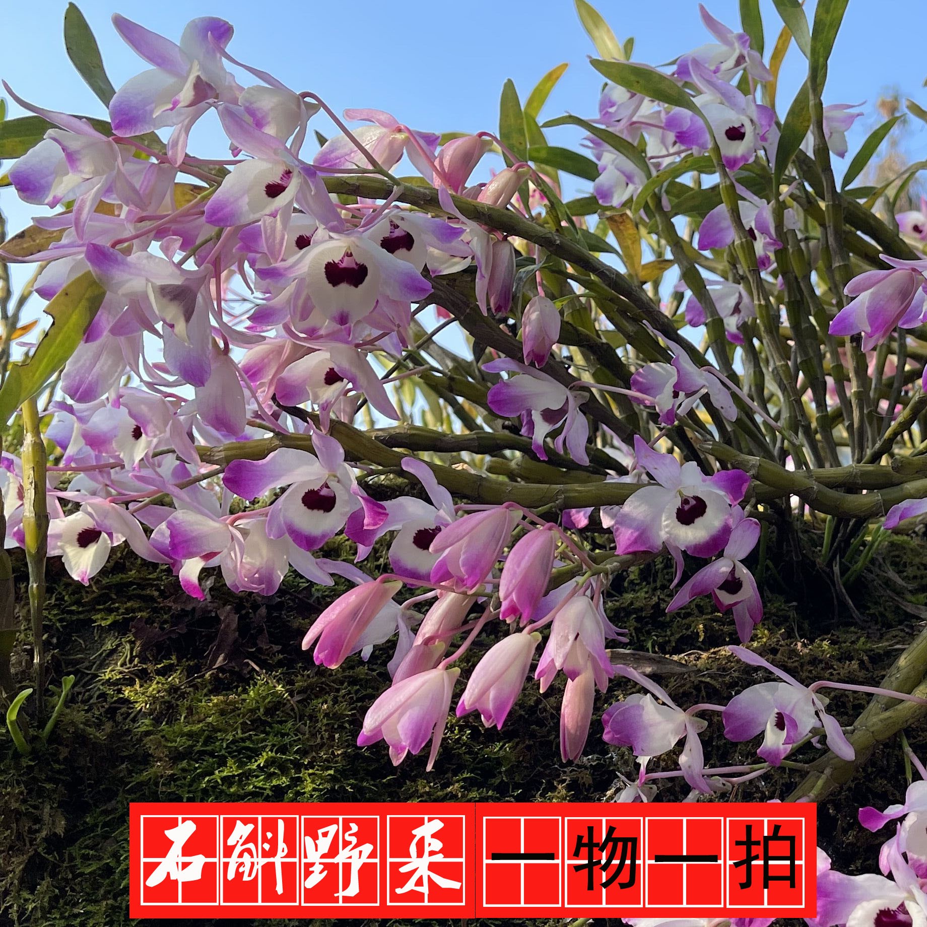 贵州赤水金钗石斛仿野生种植丛苗 春季盆景 绿植白色红色一物一拍