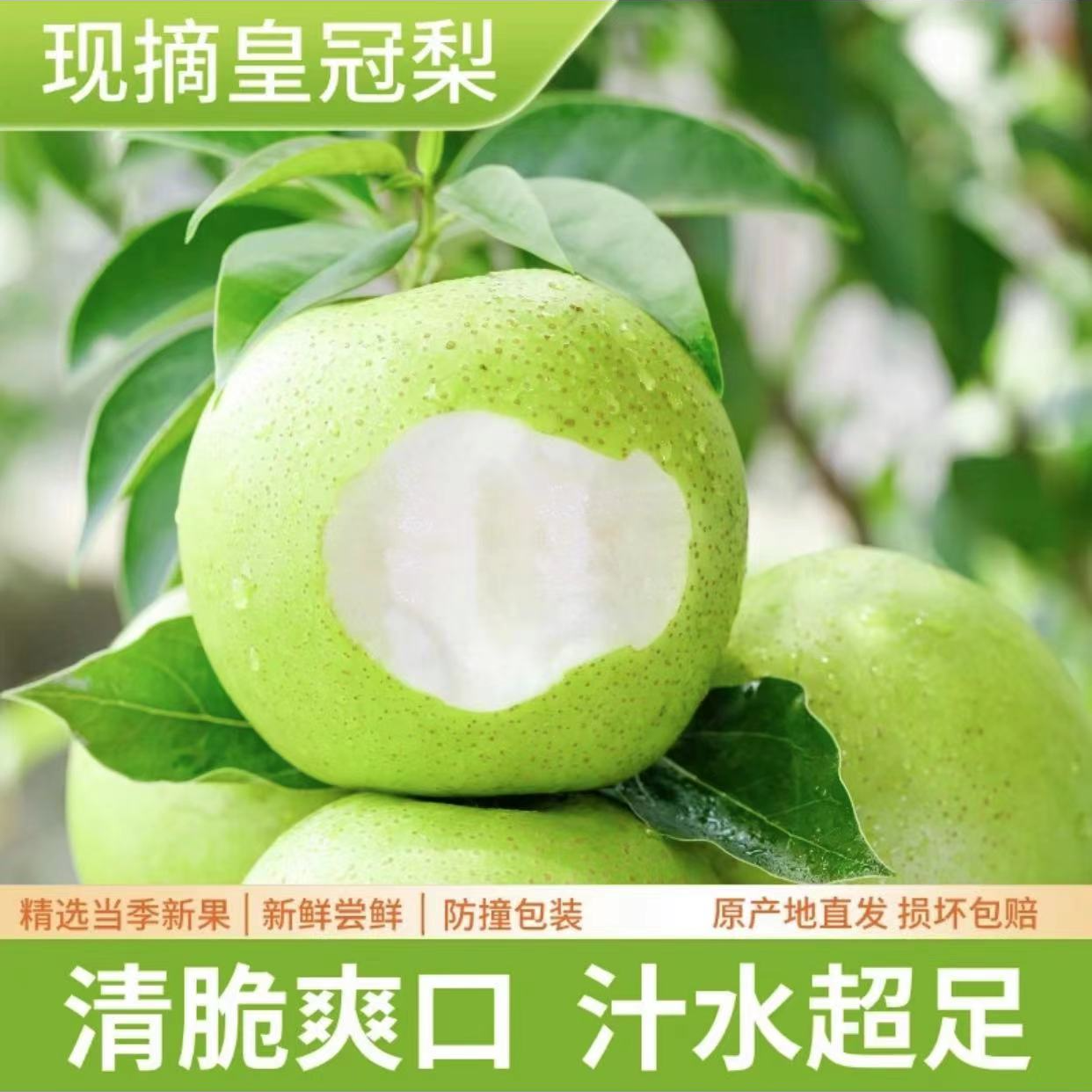 【山东皇冠梨】非砀山梨清脆香甜多汁爽口新鲜应季孕妇水果果园现摘