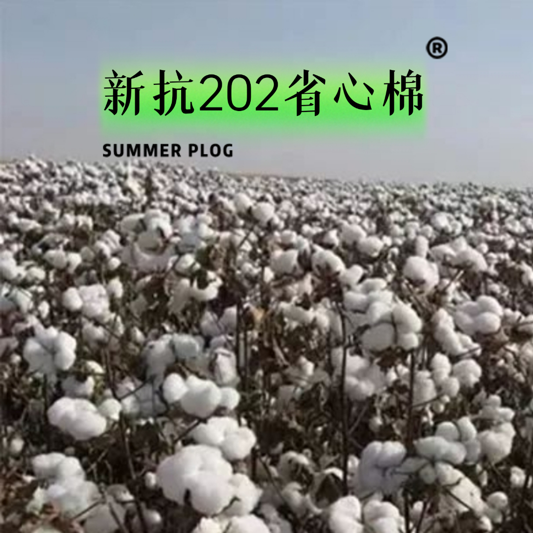 新抗202省心棉(省功杈少高产早熟)