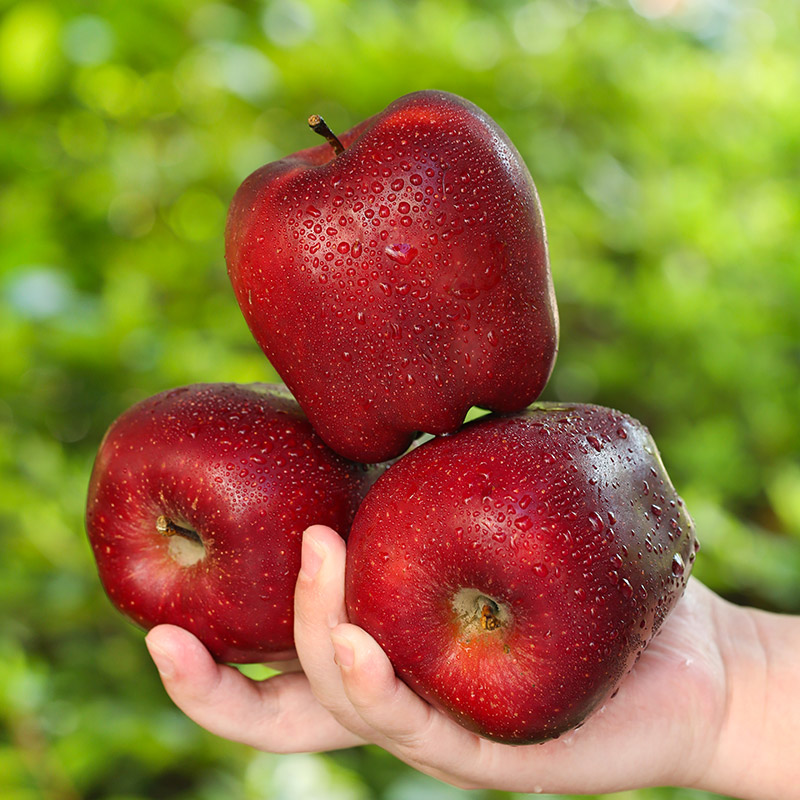 【产地直发】甘肃天水花牛苹果当季新鲜水果脆粉两吃宝宝辅食