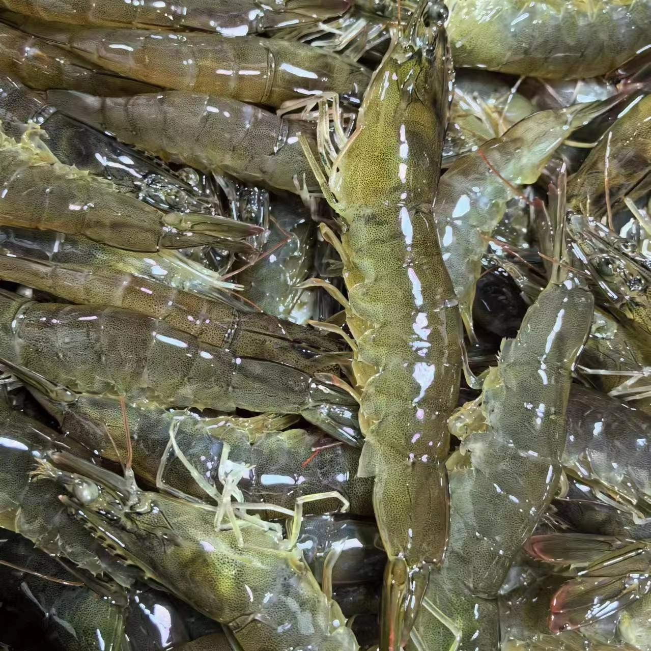 鲜活海白虾500g/份（1斤约25条左右）