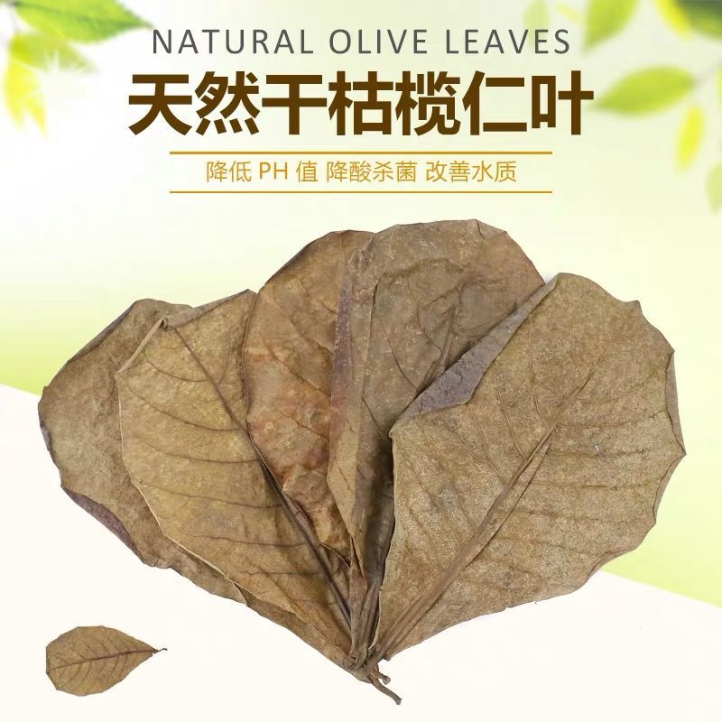 泰斗专用稳定小型过滤增艳独立式榄仁叶大片叶子榄仁叶