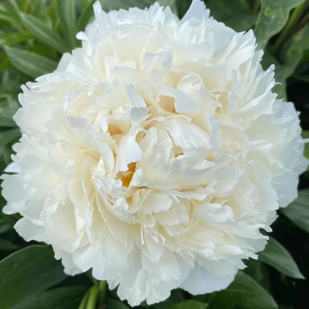 【奶油碗芍药】Bowl of Cream奶白色花大如碗裸根发苗