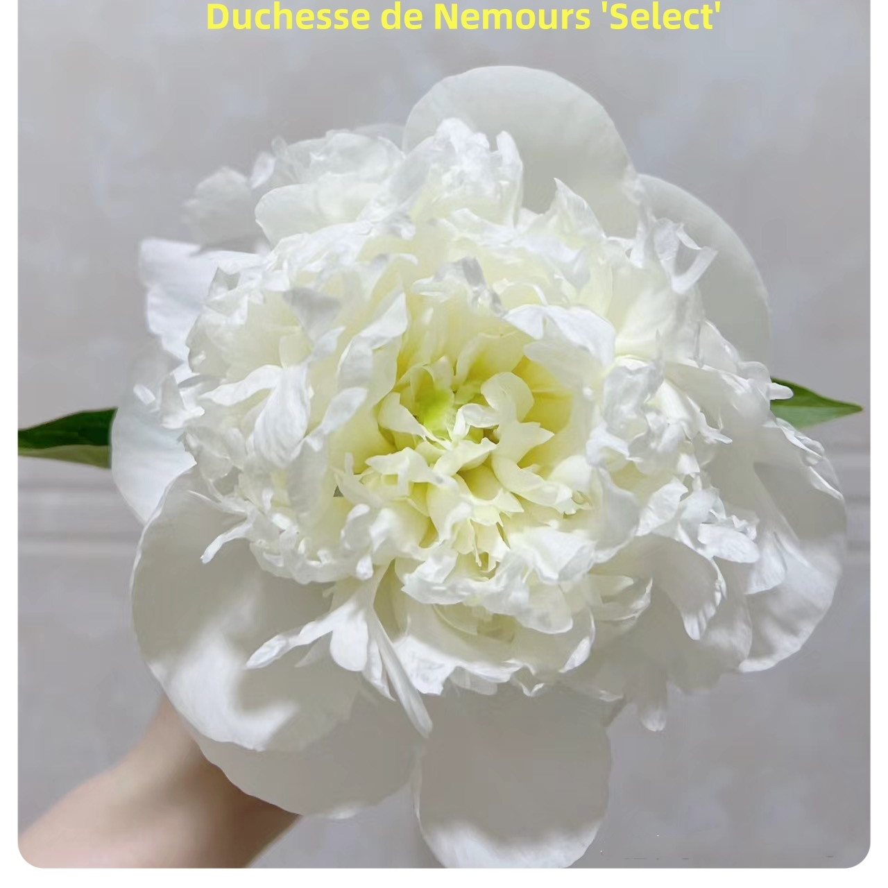 【公爵夫人优选'芍药苗】Duchesse de Nemours 'Select裸根发货