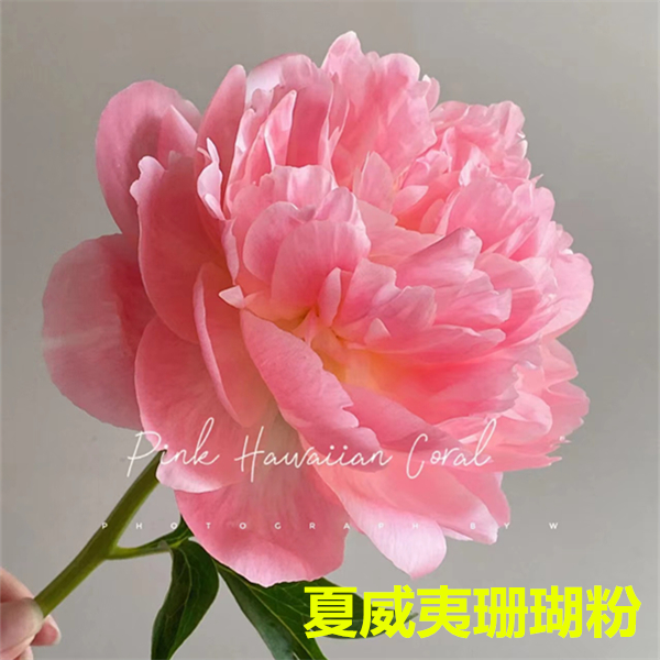 现货【夏威夷珊瑚粉芍药苗】仙女粉丰花好养裸根发货
