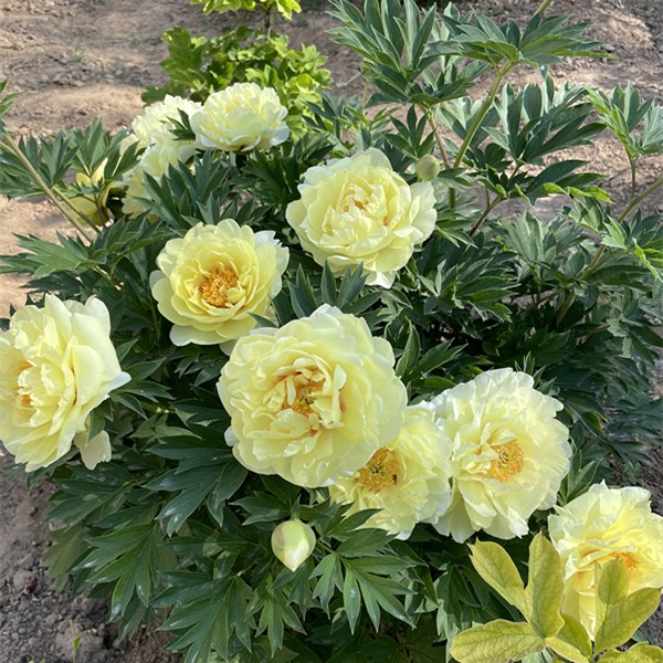 【伊藤-芭茨拉】黄色杂交牡丹柠檬香味裸根发货