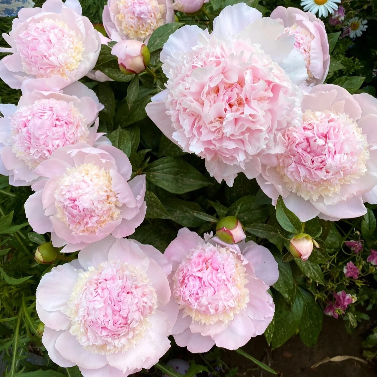 现货【天使脸颊芍药】Angel Cheeks香味浓郁复色花成花率高裸根发货