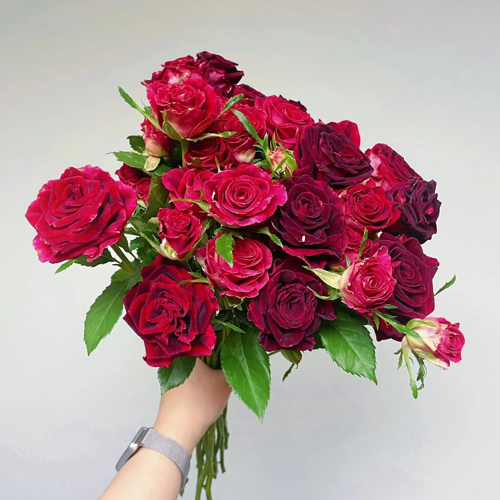 多头紫罗兰玫瑰多头泡泡玫瑰  多头玫瑰深水养护  赠送营养液