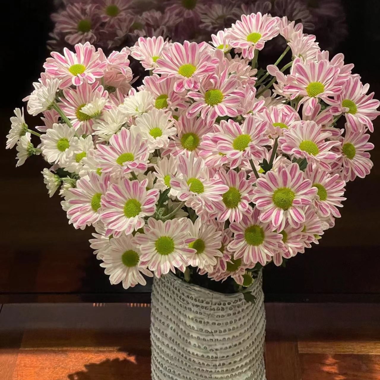 『稀有』 网红斑纹小菊 huqa 粉丝送保鲜剂