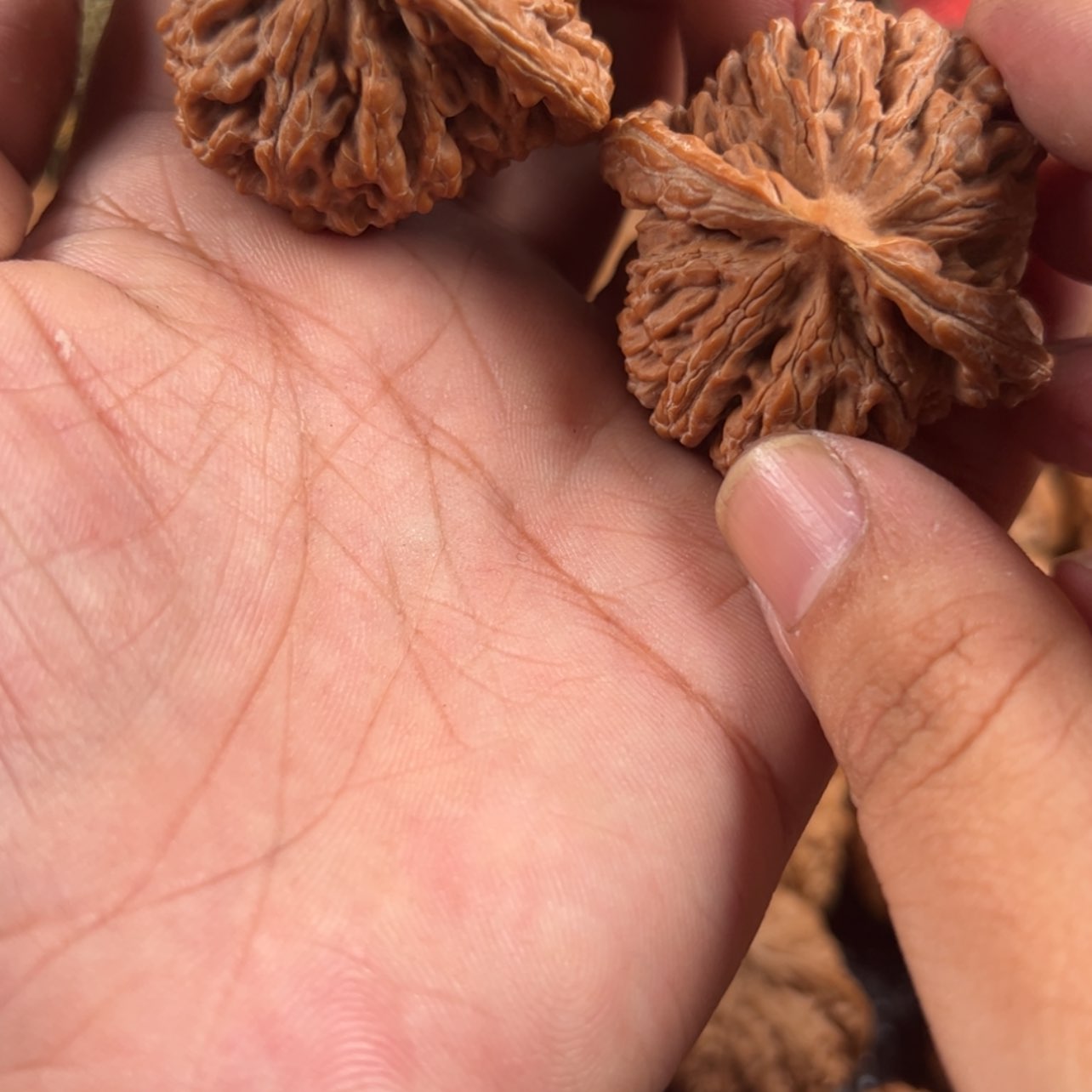 【闪购商品】核桃核雕淡****