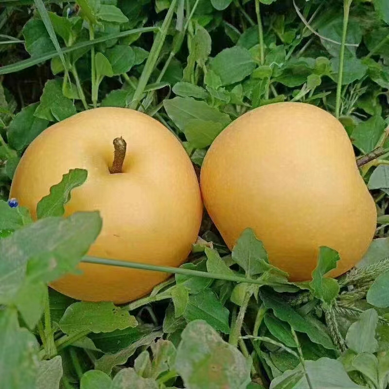 【顺丰包邮】正宗山东莱阳秋月梨五斤当季新鲜采摘现摘现发产地直发