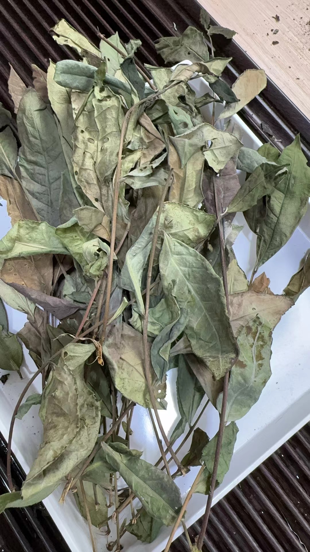 2023年野生老枞贡眉