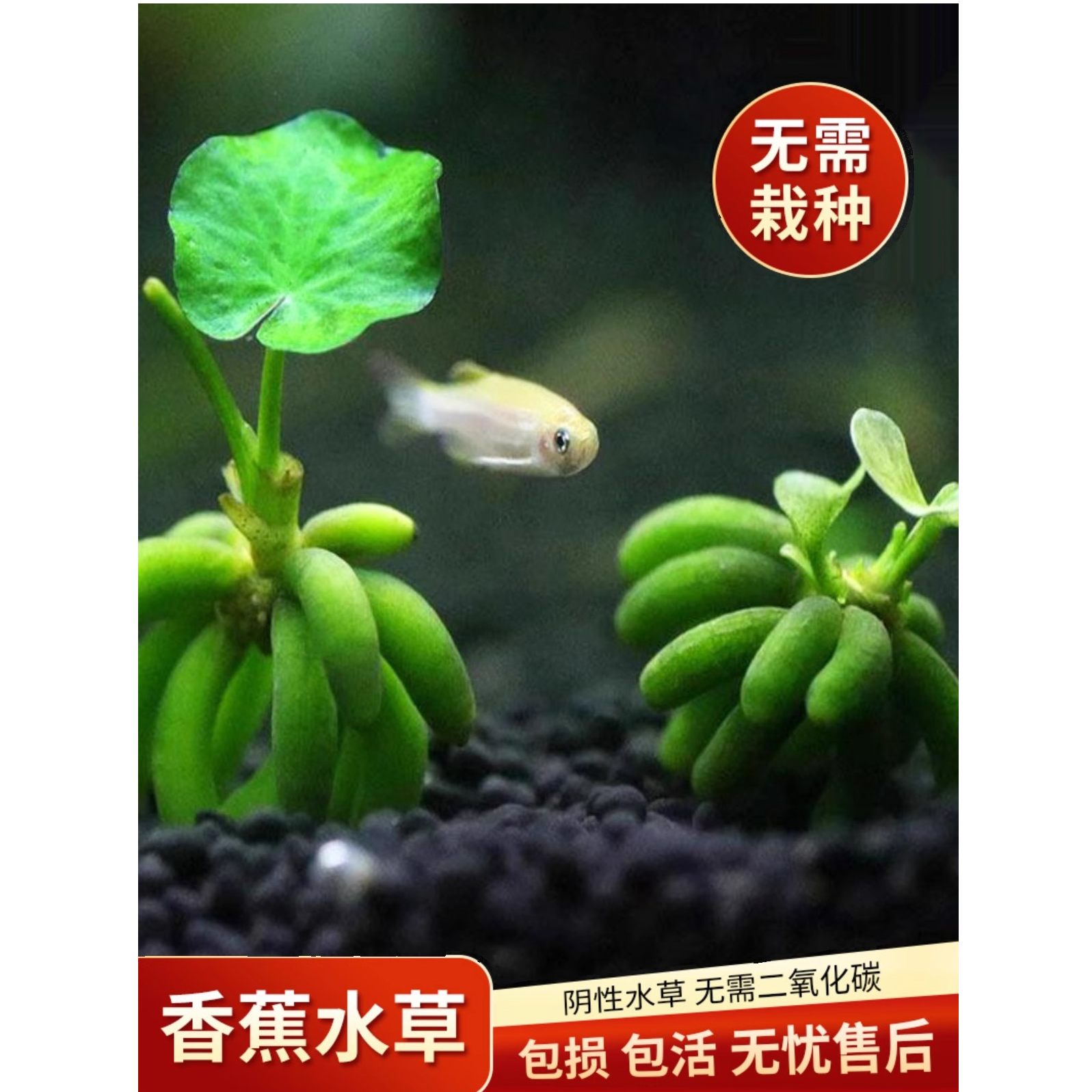 香蕉草水草植物真草鱼缸水草造景鱼草缸绿植新手懒人养鱼睡莲浮萍