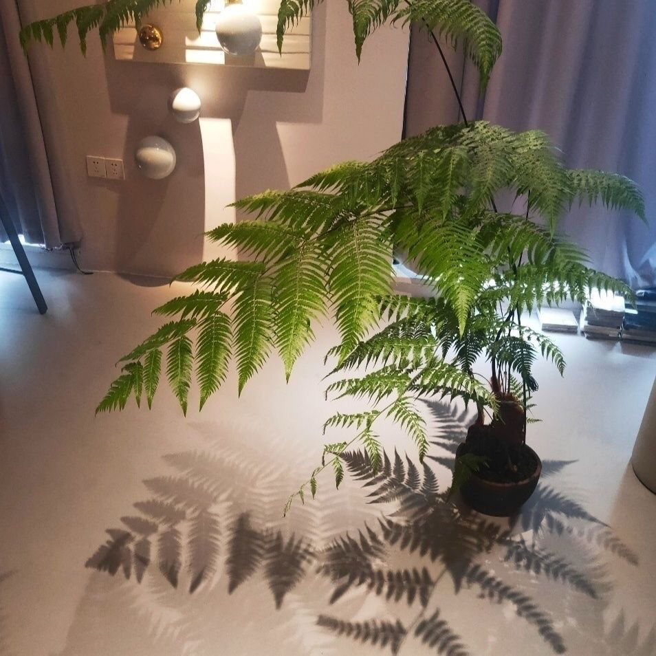 蕨类植物苔藓球水培四季小型蕨类老桩盆景造型一叶蕨盆栽铁线蕨