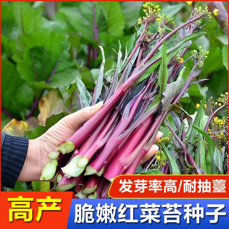 （全店满5元包邮）十月红菜苔蔬菜种子菜心红菜苔家庭种植