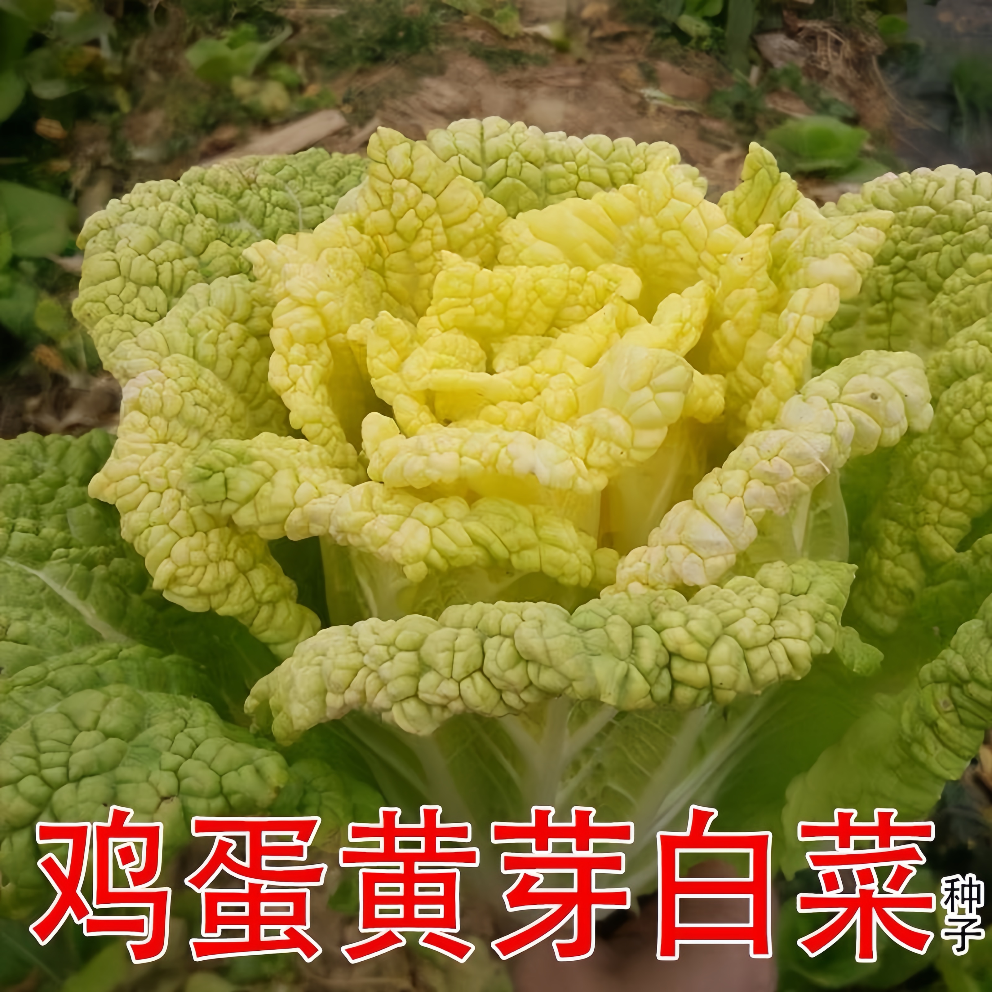 （全店满5元包邮）黄芽14白菜种子鸡蛋黄芽白菜种子