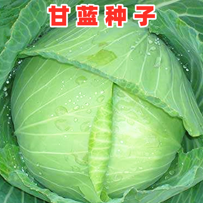 （全店满5元包邮）京丰一号使用包适应心甘蓝种子蔬菜种子包菜种子