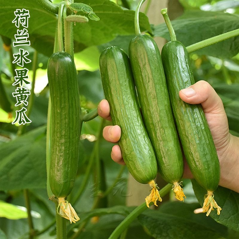（全店满5元包邮）脆甜水果高产黄瓜种子小黄瓜种籽四季庭院水果