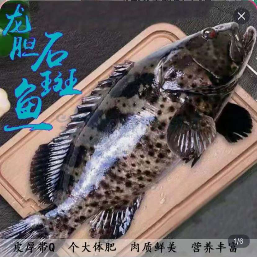 龙胆石斑鱼。口感鲜美。无小刺暗刺。清蒸，红烧。烫火锅佳品